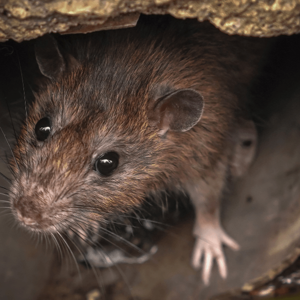 Rat
