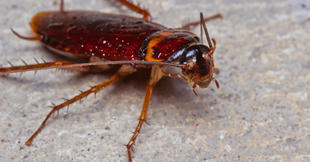 What Are the Most Effective Methods for Cockroach Removal?