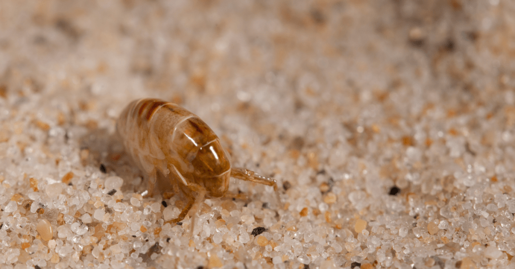 How Can You Safely Eliminate Fleas From Your Home and Pets?