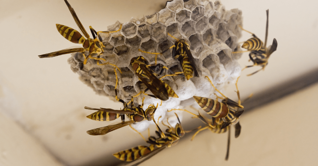 Are DIY Wasp Control Methods Safe for Your Family and Pets?
