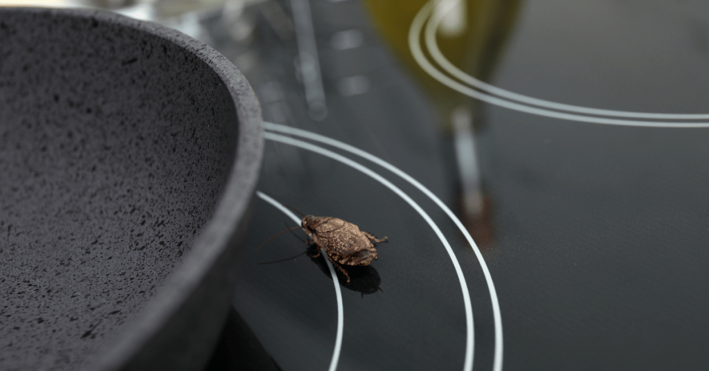 What Makes Professional Cockroach Removal More Effective Than DIY Solutions?