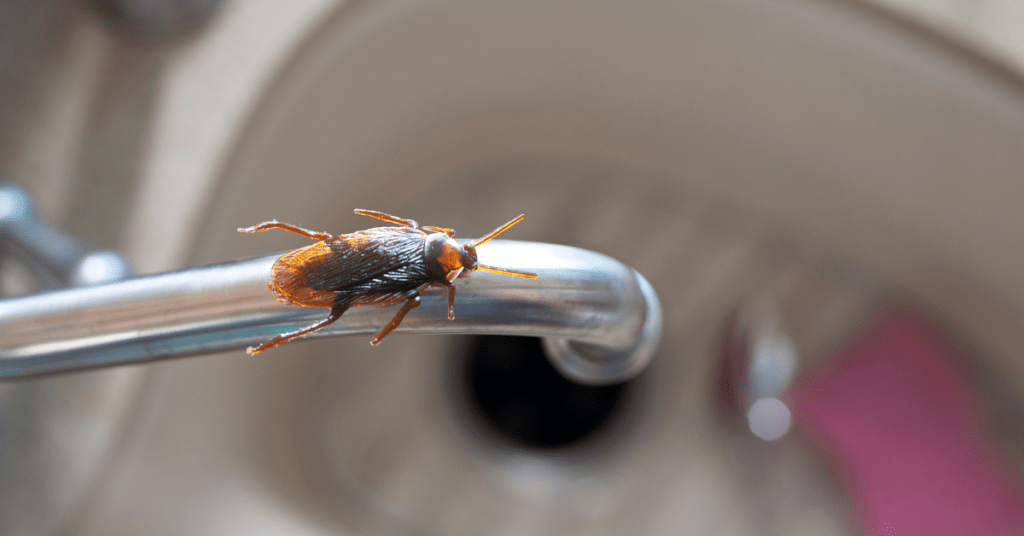 How Does Integrated Pest Management Ensure Complete Cockroach Removal?