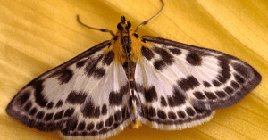 How Can I Get Rid of the Moth in My Bedroom?