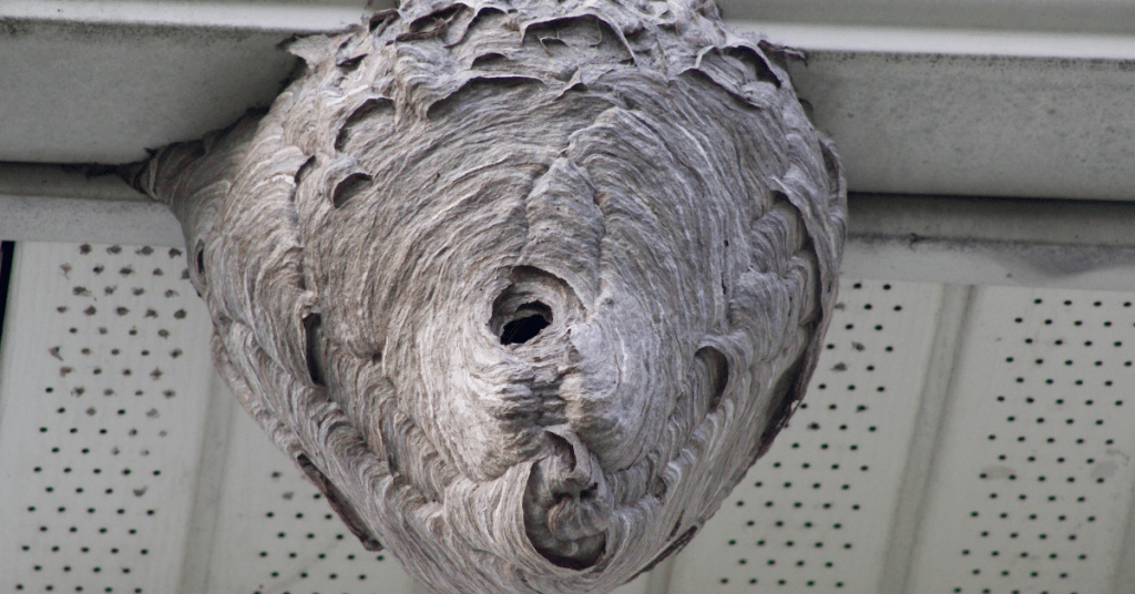 What's the Best Way to Get Rid of a Wasp Nest?