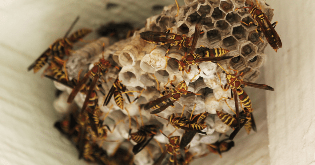 If I Spray a Wasp Nest at Night, How Likely Are They to Attack?