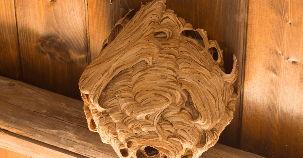 Is There a Way to Deter Wasps From Nesting on Your House?