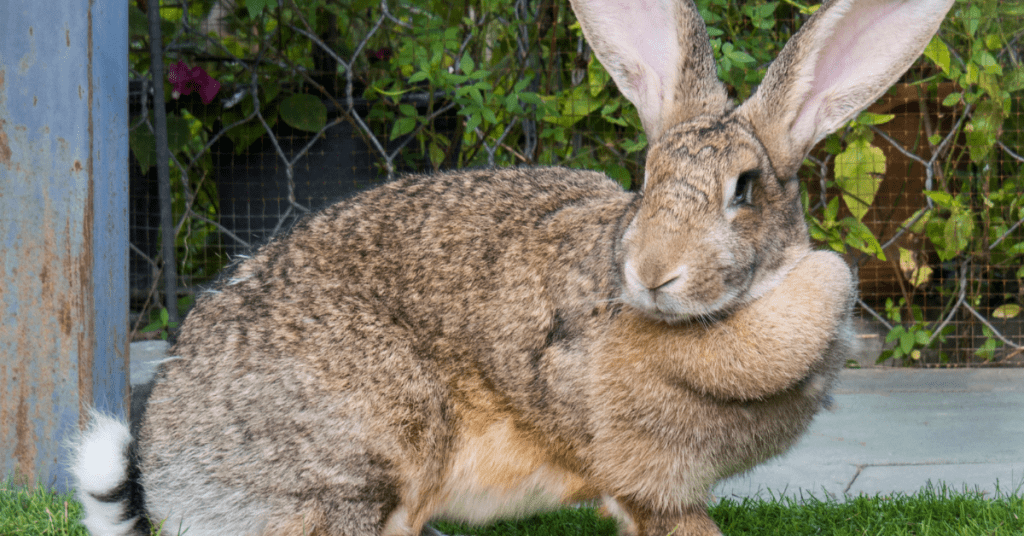 How Can I Effectively Control Rabbits in My Garden?