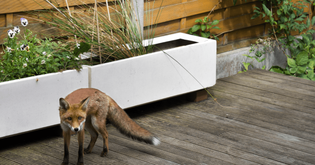 What Are the Best Methods for Removing Foxes From Urban Areas?