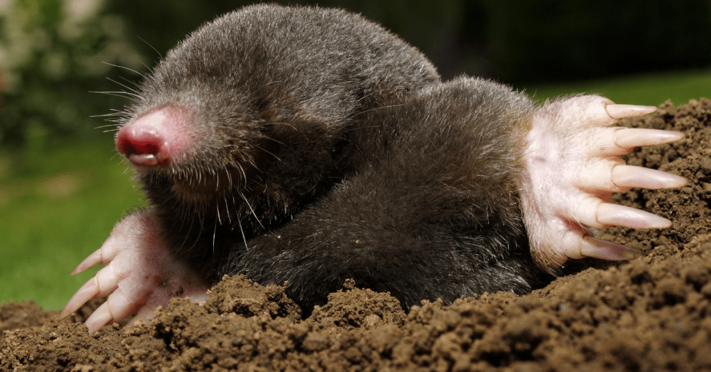 How Do Moles Damage Lawns and How Can I Prevent It?