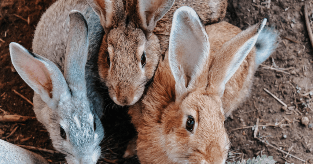 How Can I Protect My Vegetable Patch From Rabbit Infestations?
