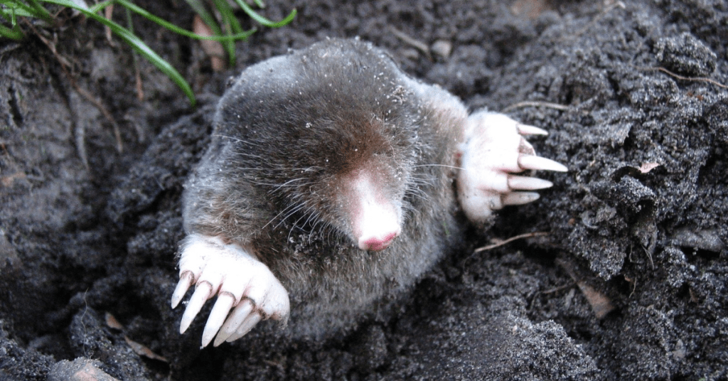 What Signs Indicate a Mole Problem in My Yard?