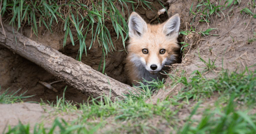 How Can I Safely Remove a Fox Den Near My Home?
