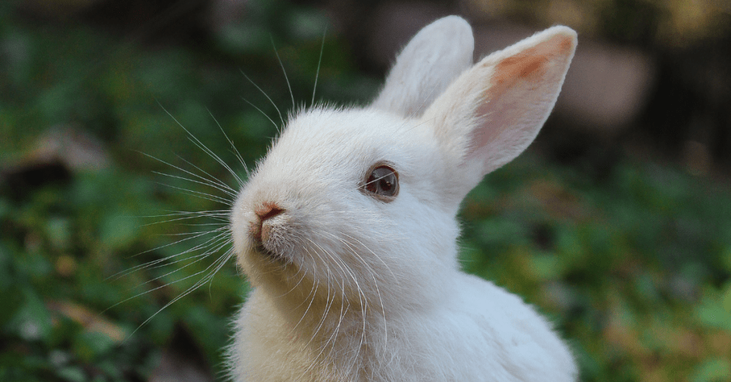 What Are the Most Effective Rabbit-Proof Fencing Solutions?