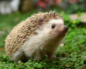 Hedgehog Pest Control
