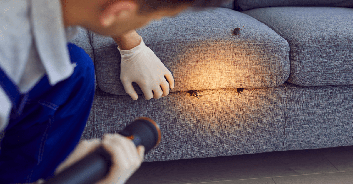 Professional Pest Inspection