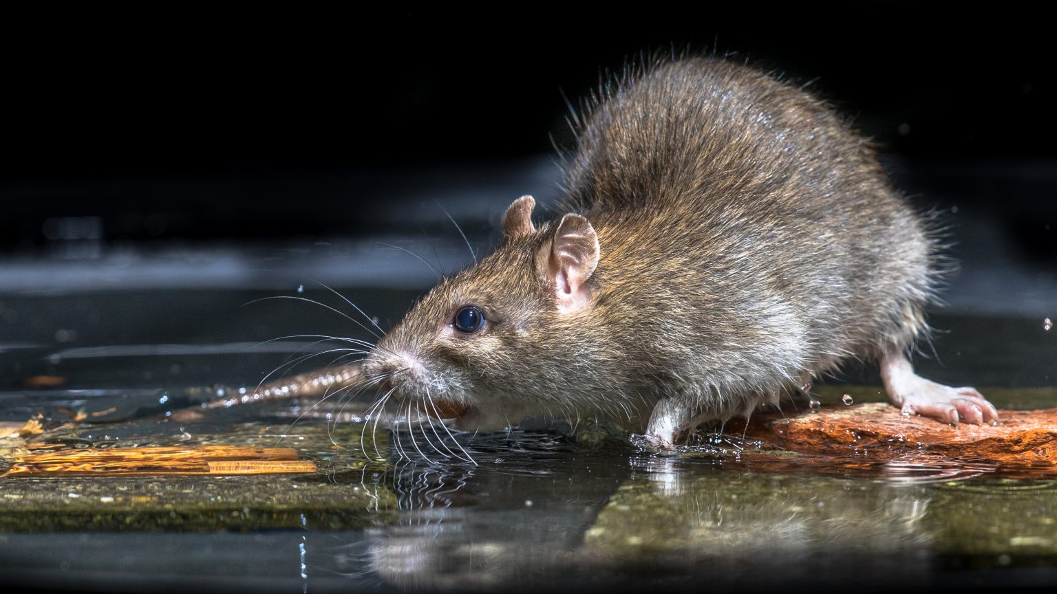 How To Prevent Rats Chewing Wires | Rat Control Essex