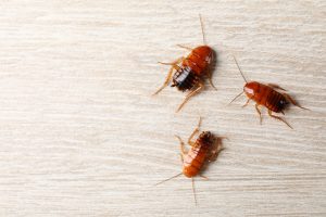 bed bugs