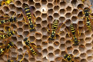 wasp nest