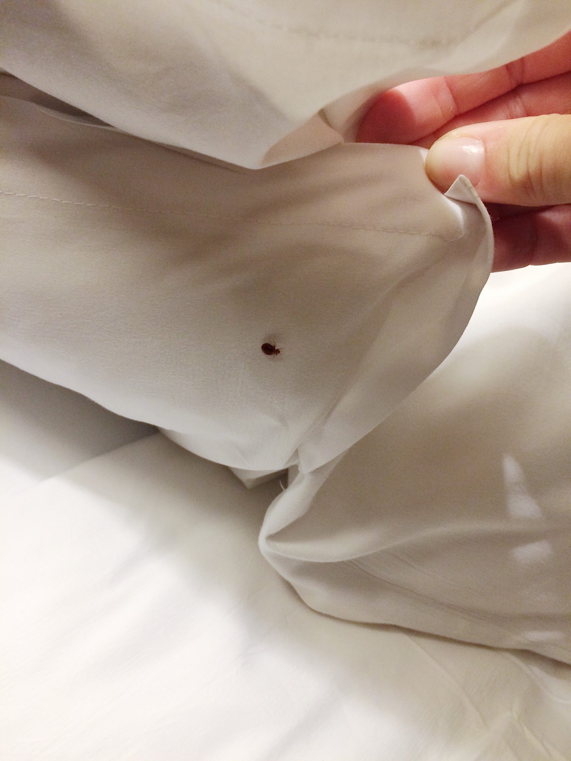 bed bug