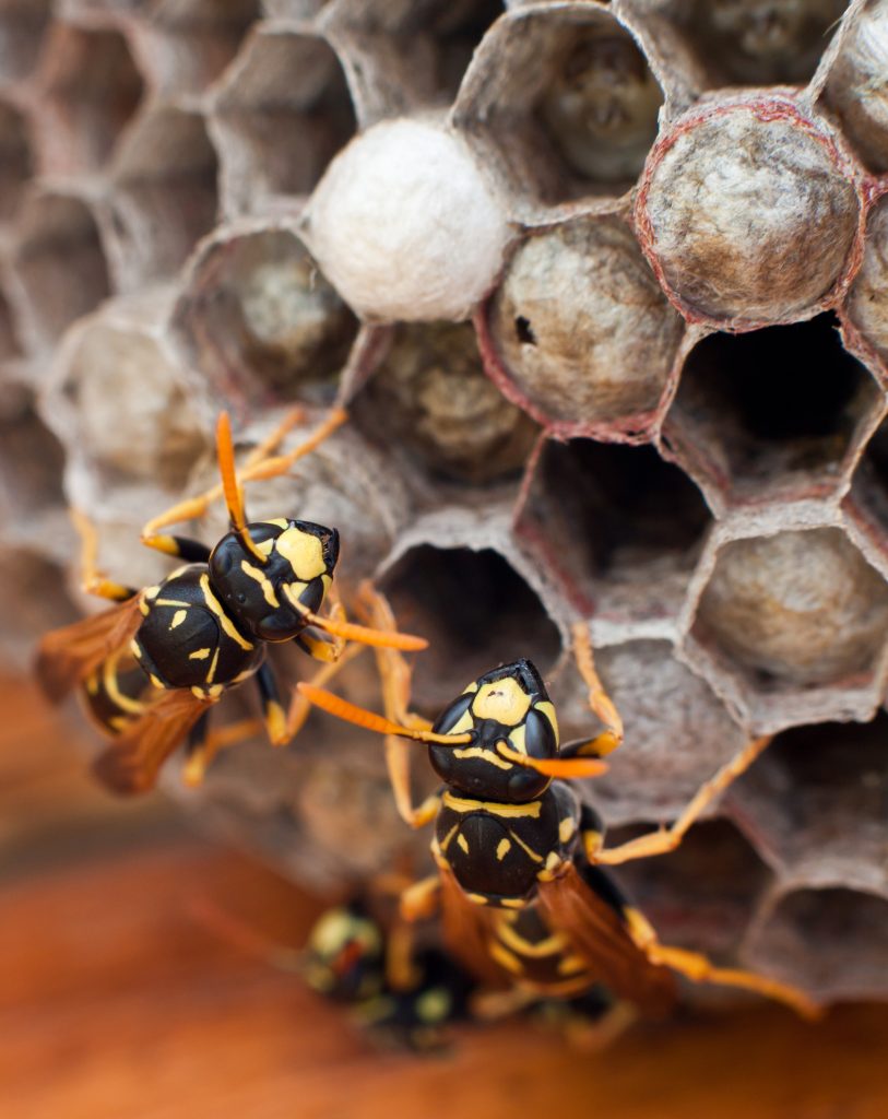 wasp nest