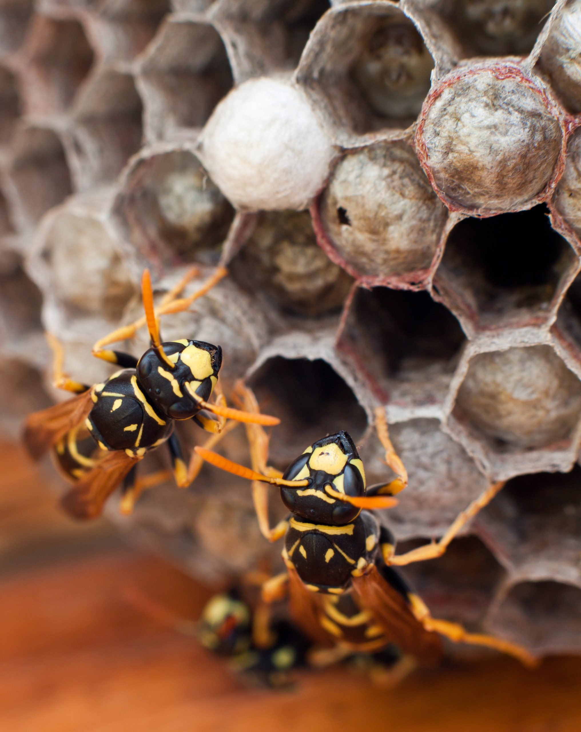 wasp nest