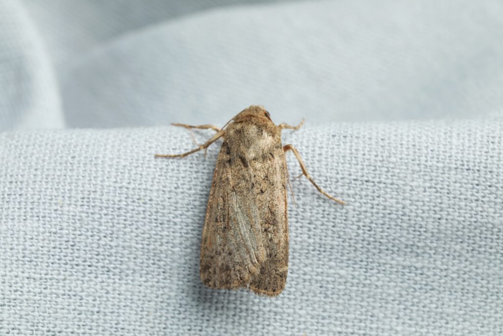 moth