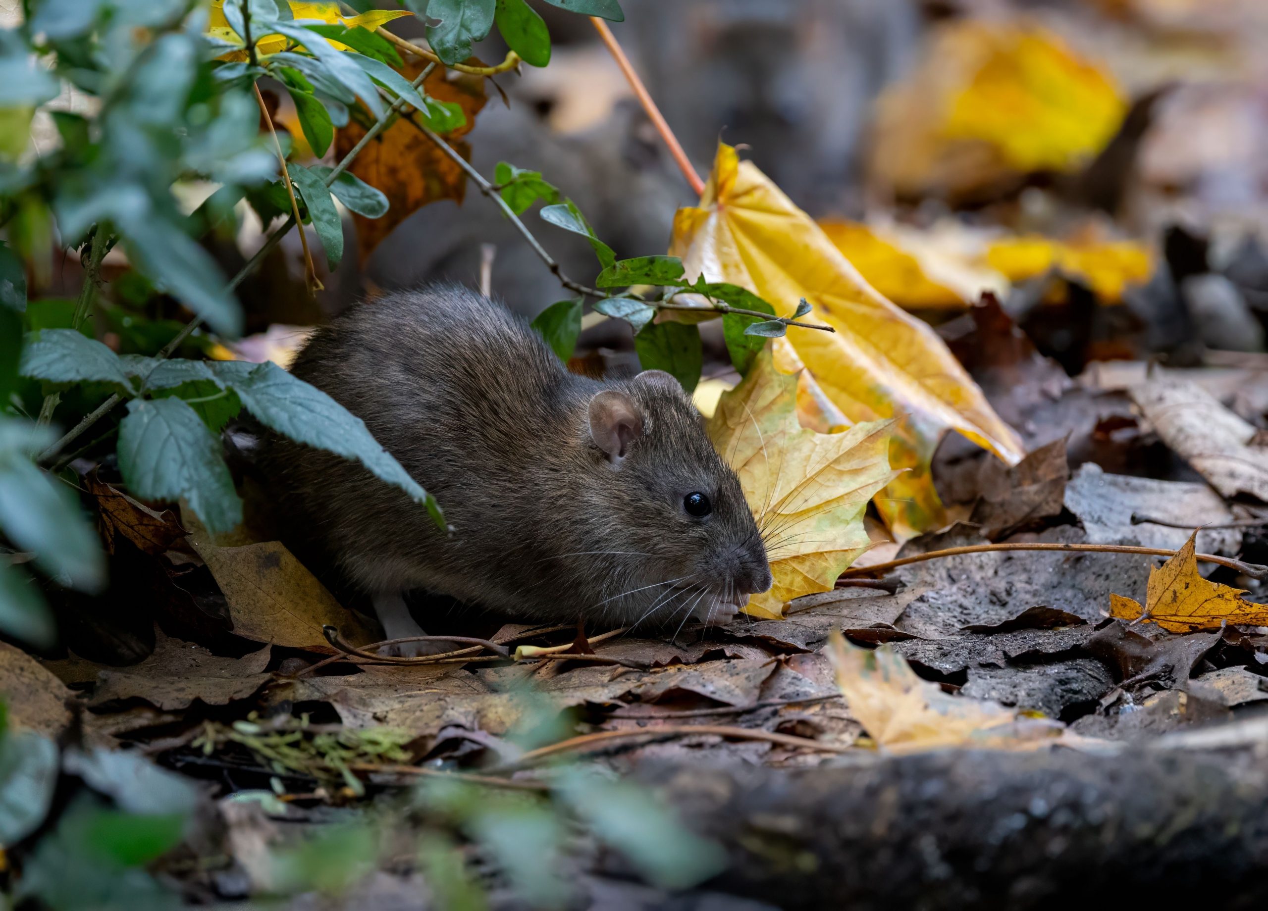 rat