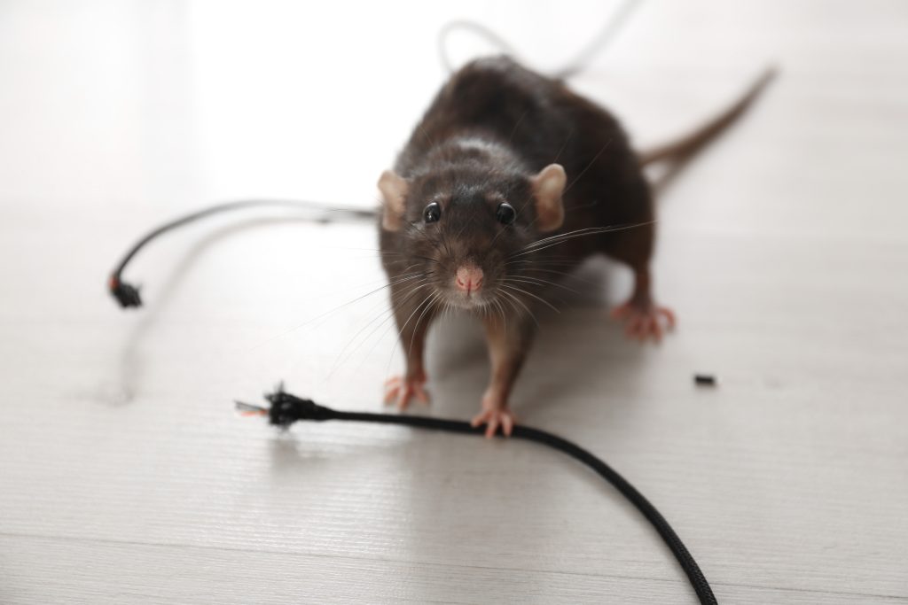 rats chewing wires