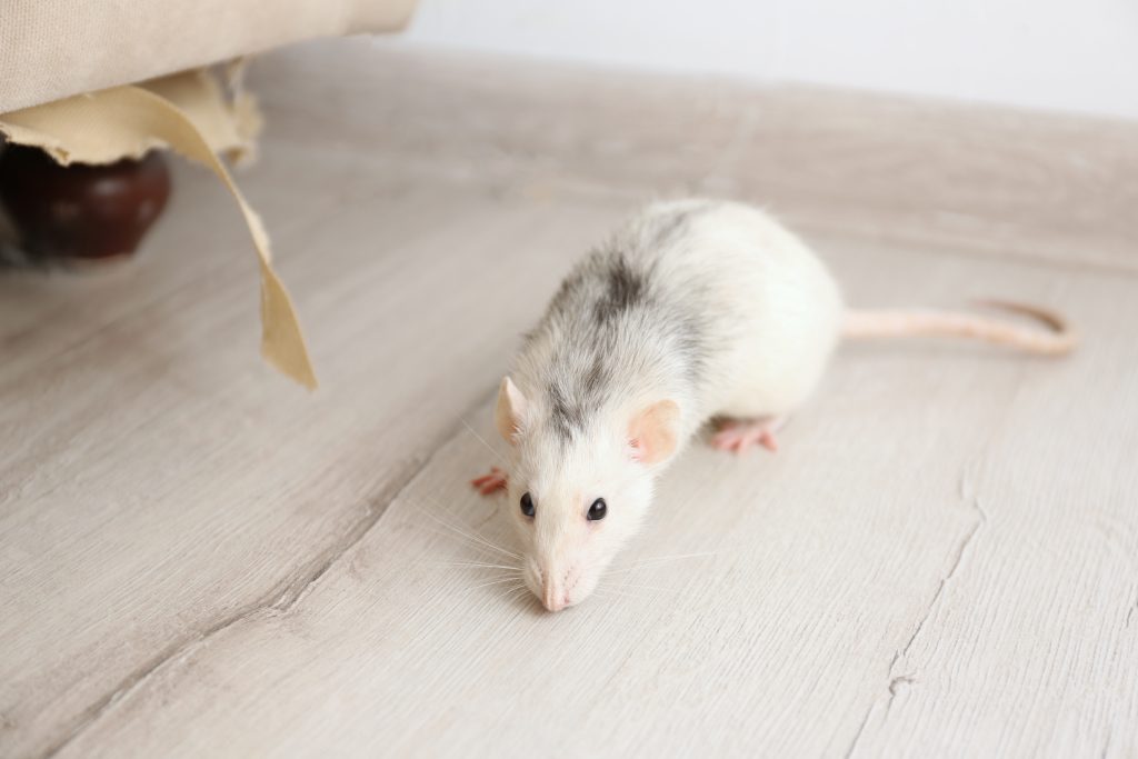 Why Mice Move Indoors in Autumn